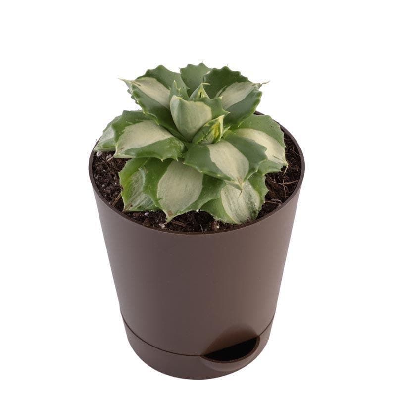 Live Plants