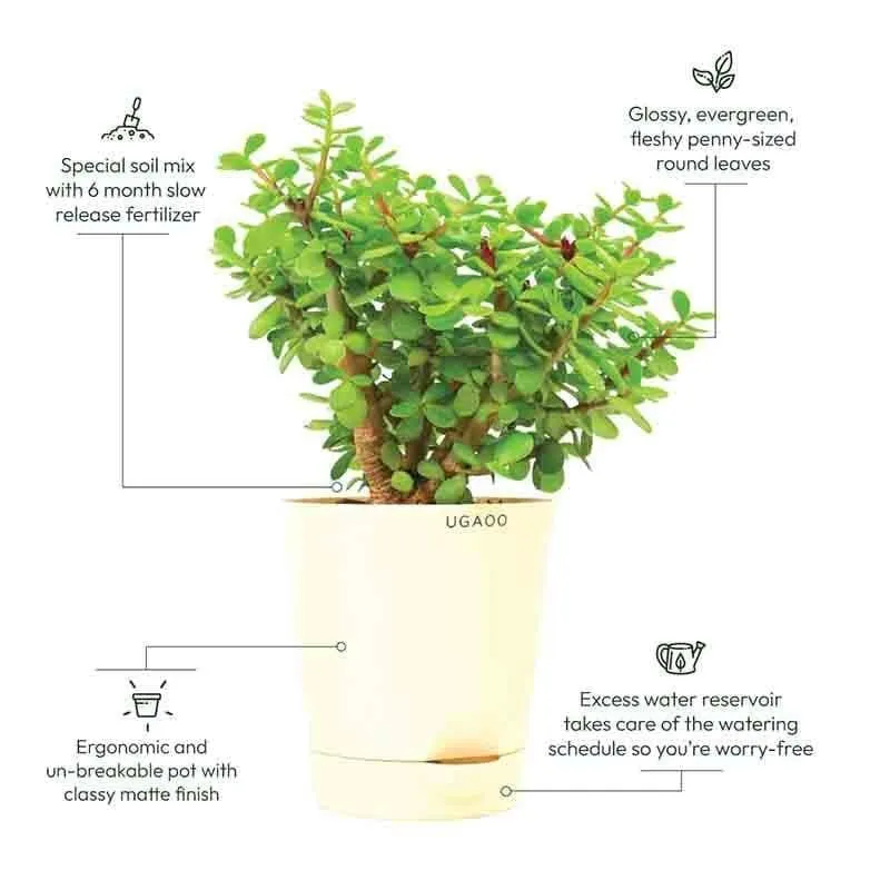 Ugaoo Jade Mini Plant- Medium media 7