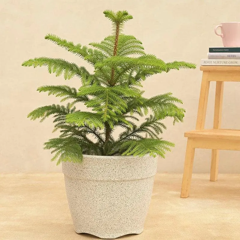 Ugaoo Barca Round Small Planter - White media 3