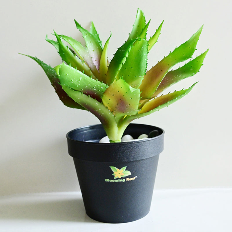 Alvera Artificial Aloe Vera Plant With Black Plastic Pot - 24 cm media 3