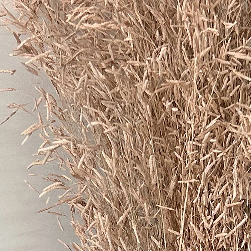 Field Fade Dried Grass - Brown media 3