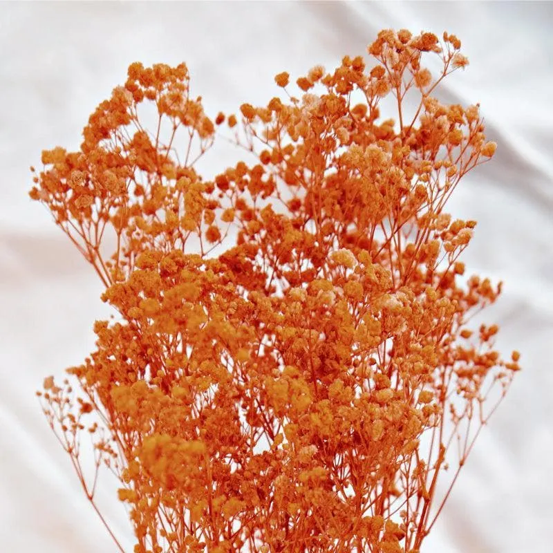 Naturally Dried Baby Breath Gypsophila Stems (Orange) - Set Of Five media 3