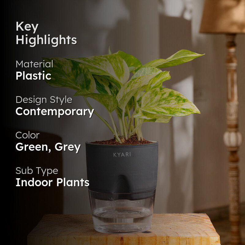 Kyari Money Variegated Plant With Self Watering Pot (Grey) - 18 cm media 2