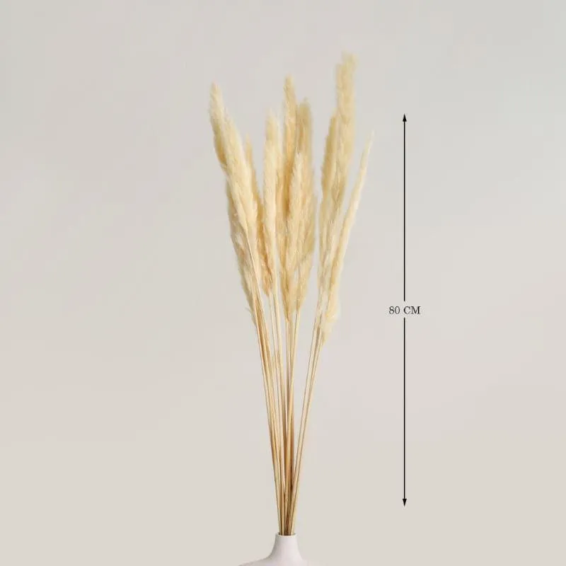Fuzi Dried Pampas Stick - Set Of Fifteen media 4