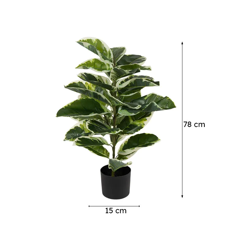 Veridora Artificial Rubber Plant With Black Plastic Pot - 2.5 Feet media 7