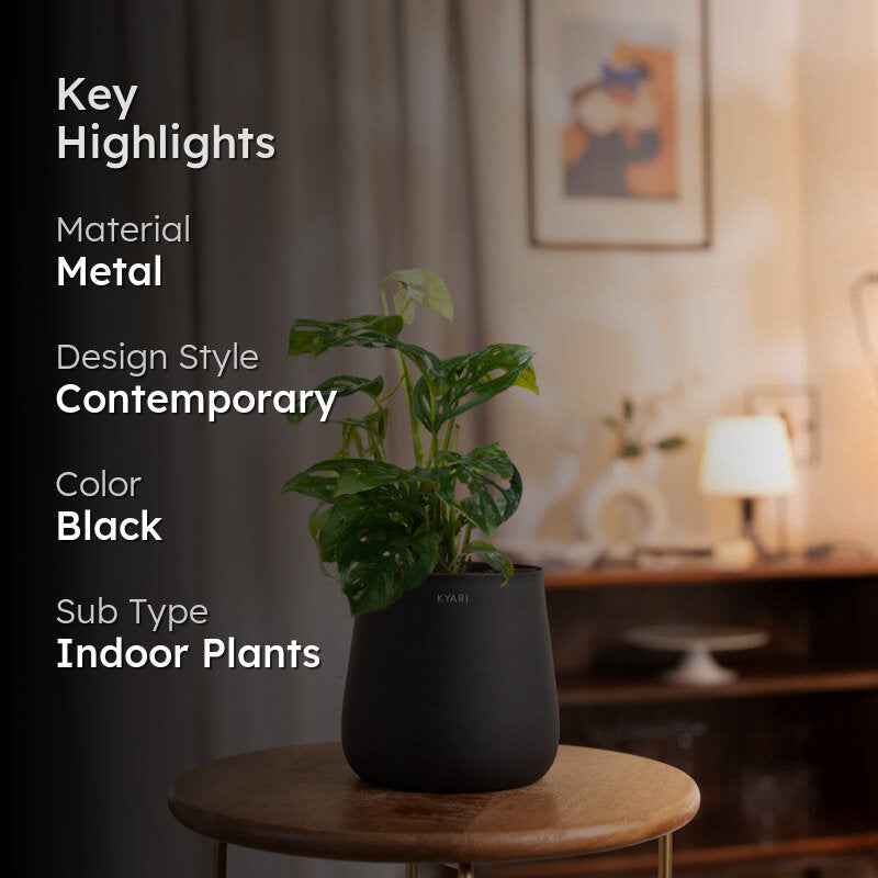 Kyari Monstera Adansonii With Metal Self Watering Pot - Black media 2