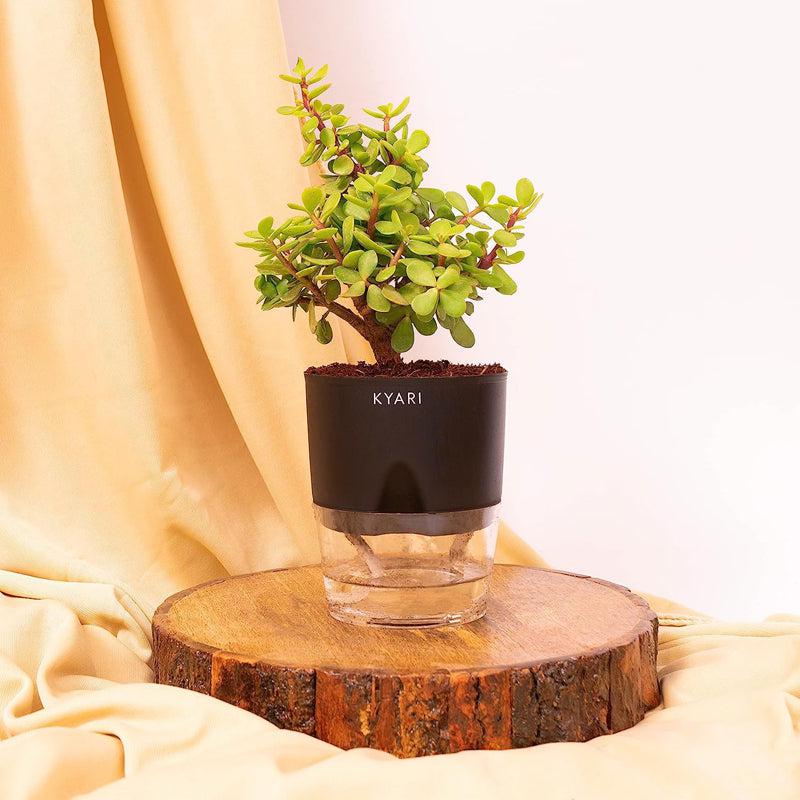 Kyari Viridian Plastic Self-Watering Pot (Black) - Set Of Five media 3