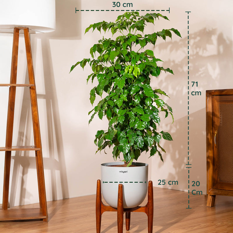 Kyari China Doll Plant With Metal Self Watering Pot (Grey) - 3 Feet media 5