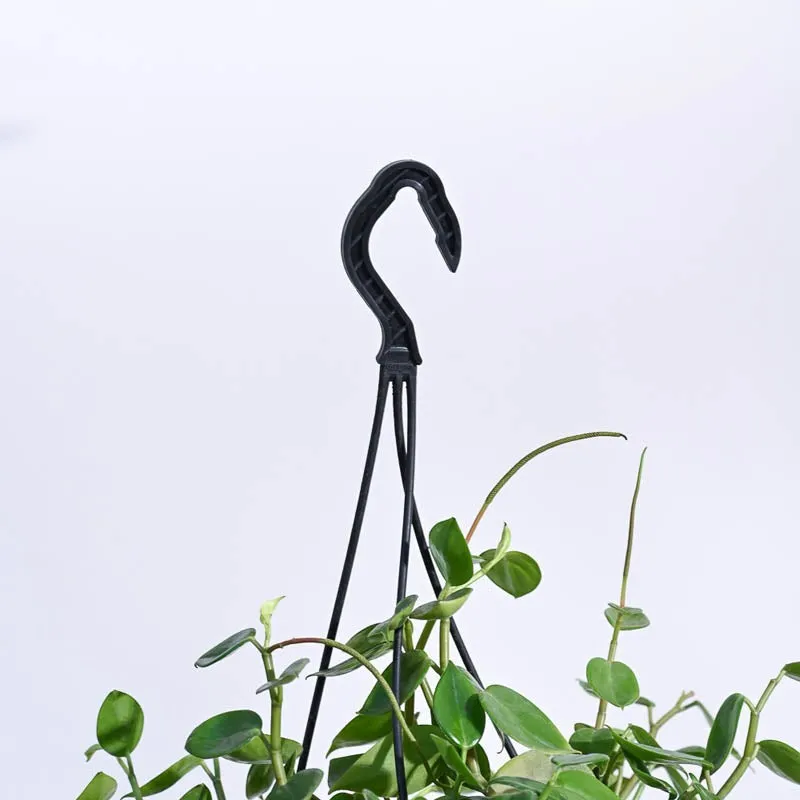 Ugaoo Peperomia Green Creeper with Hanging Planter media 6