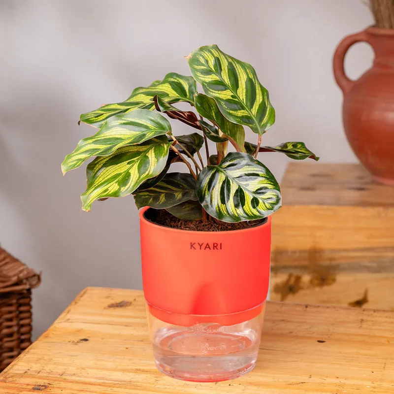 Kyari Peacock Plant With Self Watering Pot - Red media 3
