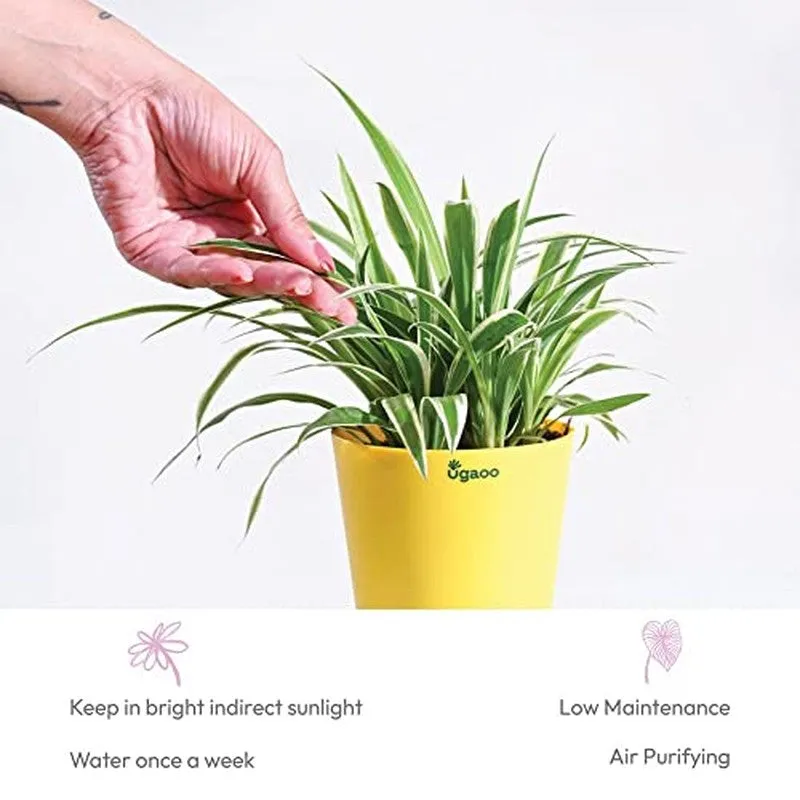 Ugaoo Spider Plant media 6