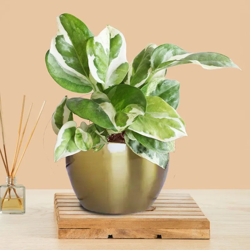 Greenkin Money Plant Njoy Live Plant media 3
