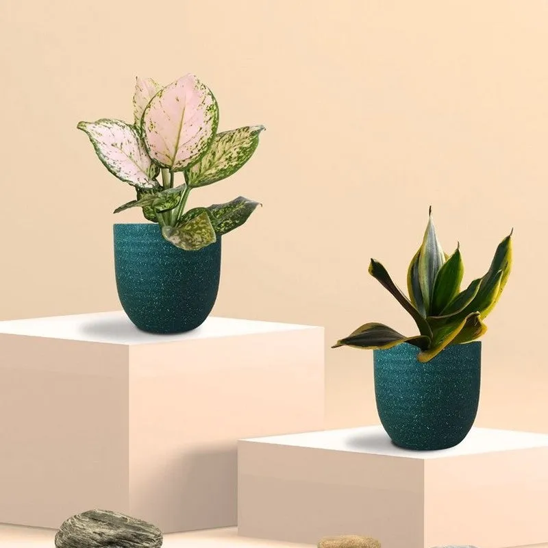 Greenkin Aglaonema Wishes & Golden Snake Live Plants (Green) - Set Of Two media 3
