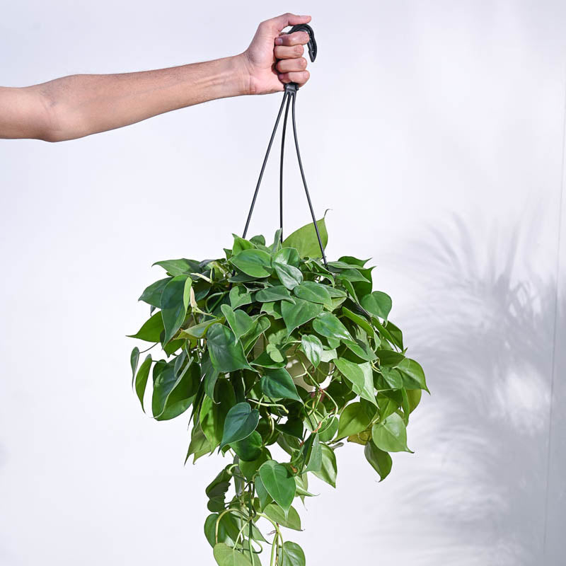 Live Plants
