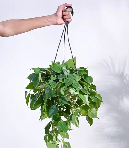 Live Plants