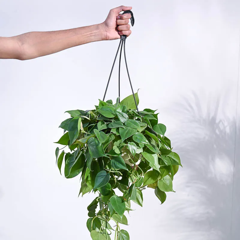 Ugaoo Philodendron Oxycardium Green With Hanging Pot media 1