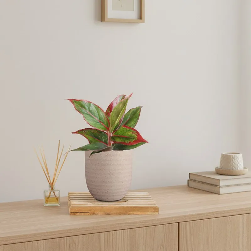 Greenkin Aglaonema Red Lipstick Live Plant - Ivory media 1