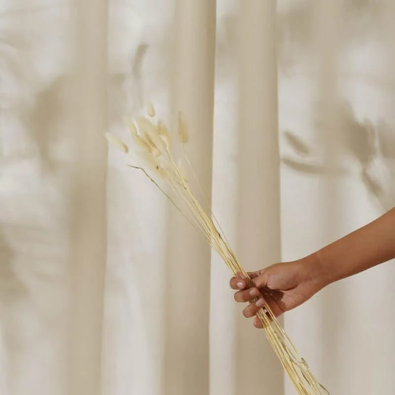 Bunny Tail Ornamental Grass (60 cms) - White media 3