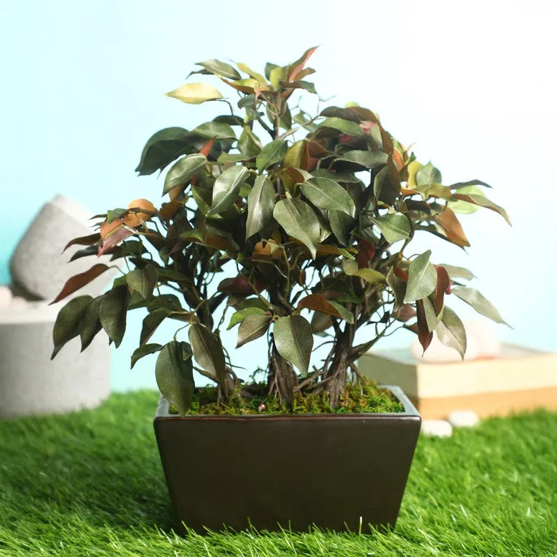 Red Ficus Artificial Bonsai Plant With Ceramic Pot 1.1 Feet - 1.3 Feet media 1