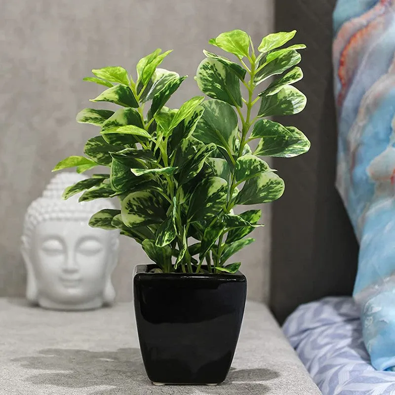 Artificial Coin Leaf Bonsai Plant With Ceramic Pot - 0.7 Feet media 1