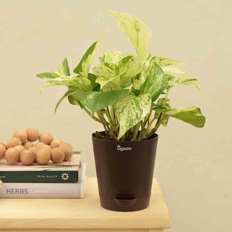 Ugaoo Money Plant Marble media 5