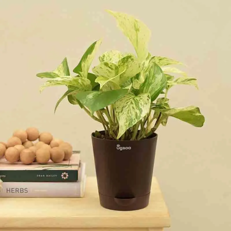 Ugaoo Money Plant Marble media 5