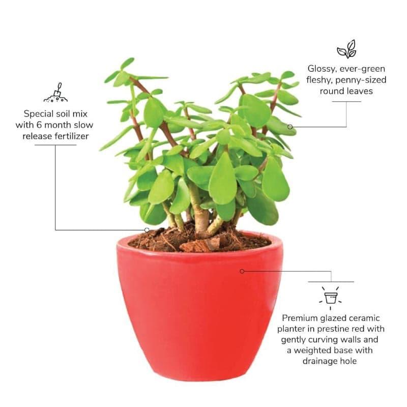 Ugaoo Good Luck Jade Plant With Apple Red Ceramic Pot media 3
