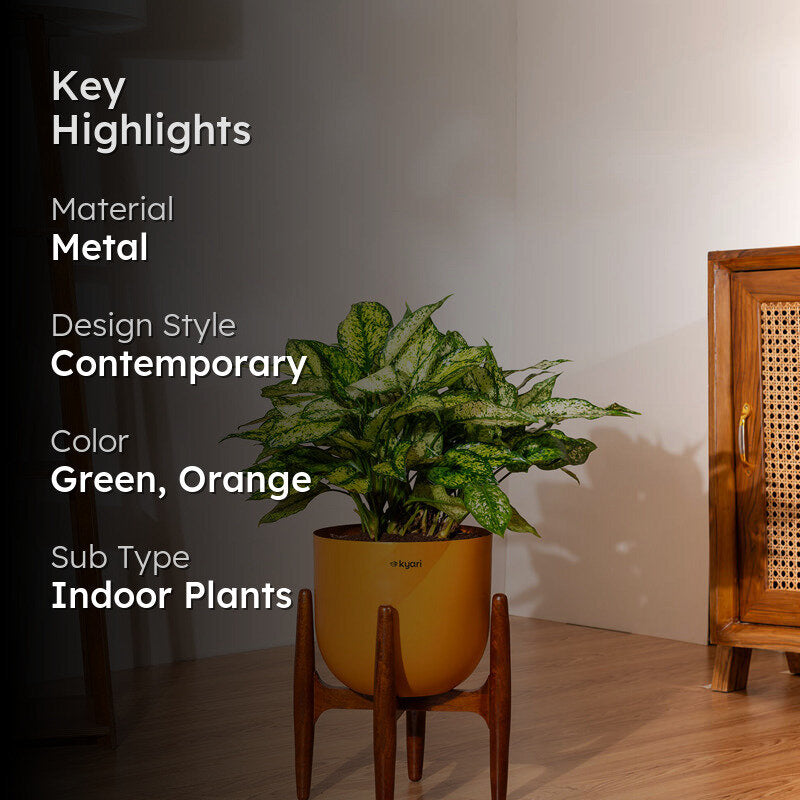 Kyari Agalonema Snow White Plant With Metal Self Watering Pot (Orange) - 1.6 Feet media 2