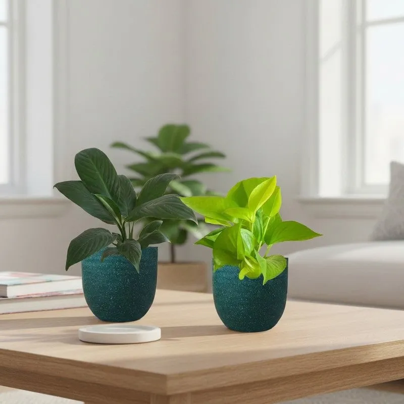 Greenkin Lily & Golden Pothos Live Plants (Green) - Set Of Two media 1