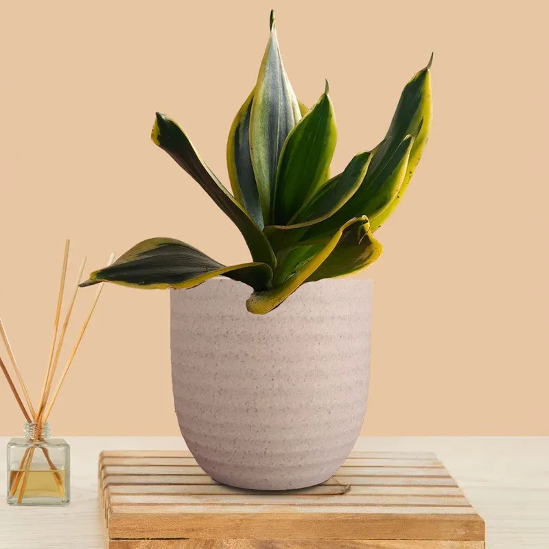 Greenkin Golden Snake Live Plant - Ivory media 3