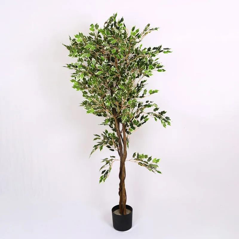 Verdiq Artificial Ficus With Black Plastic Pot - 5.5 Feet media 4