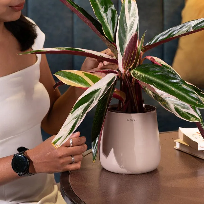 Kyari Calathea Triostar With Metal Self Watering Pot - Beige media 4