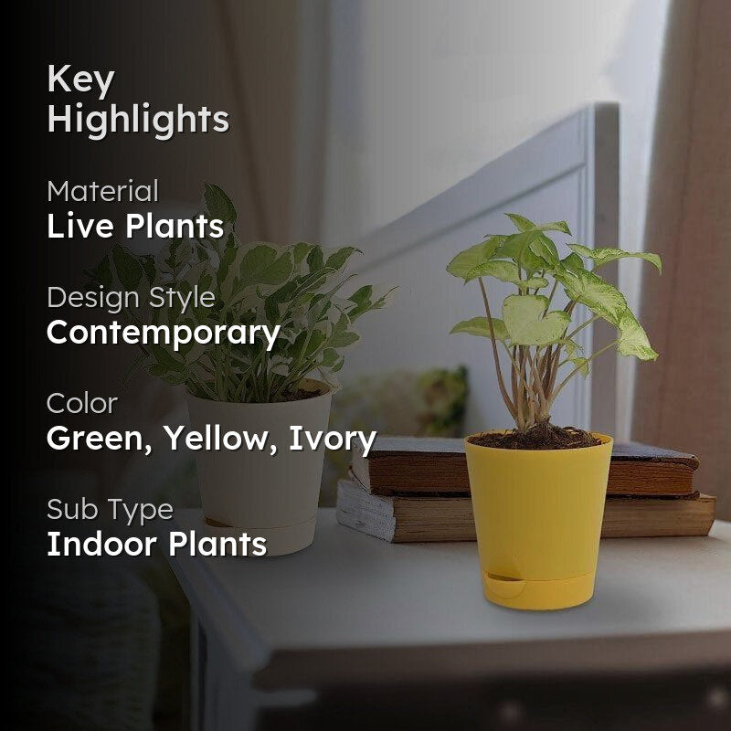 Ugaoo Money, Syngonium Mini Indoor Plants With Pot - Set Of Two media 2