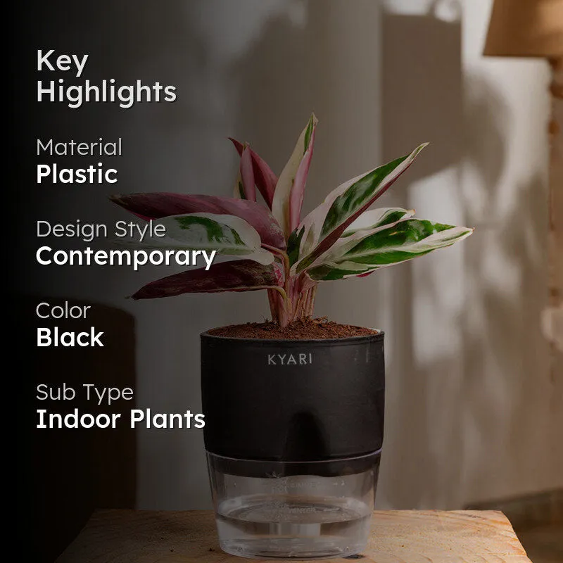 Kyari Calathea Triostar With Self Watering Pot - Black media 2