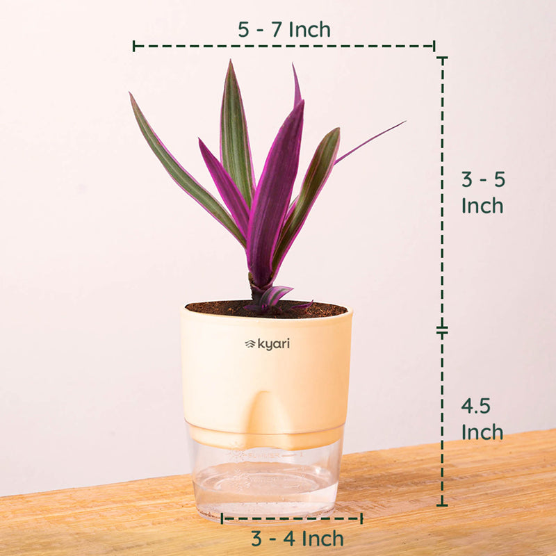 Kyari Rhoeo tricolor With Self Watering Pot - Ivory media 8