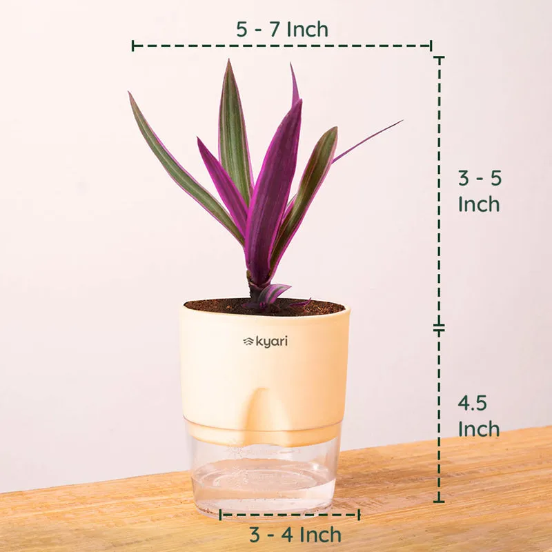Kyari Rhoeo tricolor With Self Watering Pot - Ivory media 8