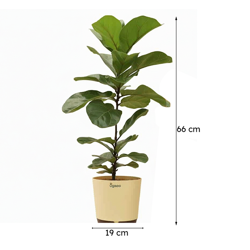 Ugaoo Fiddle Leaf Fig Plant - Bambino (Large) media 7