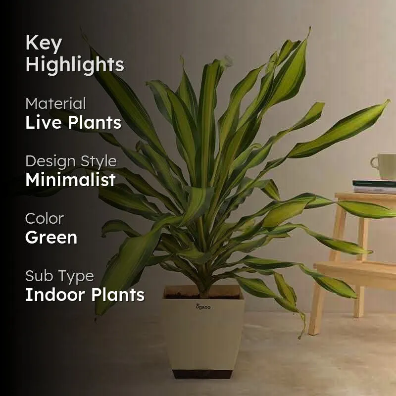 Ugaoo Draceana Dara Singh Plant - 3.9ft media 2