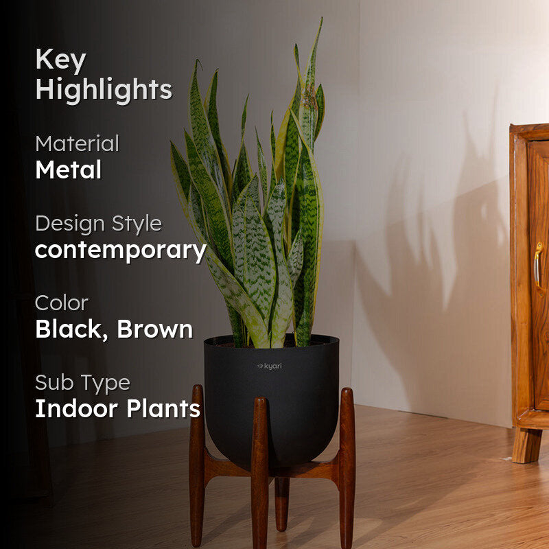 Kyari Sansevieria Zeylanica Golden Snake Plant With Metal Self Watering Pot (Black) - 2.4 Feet media 2