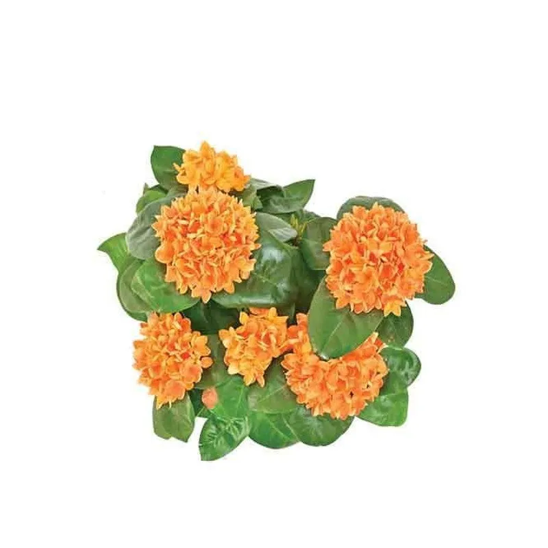 Ugaoo Ixora (Rugmini) Plant - Orange media 4