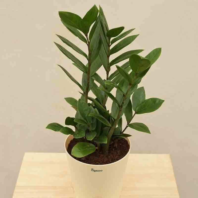 Ugaoo ZZ Plant - Medium media 3