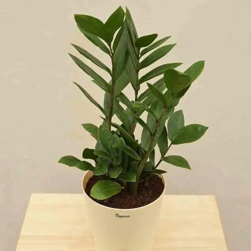 Ugaoo ZZ Plant - Medium media 3