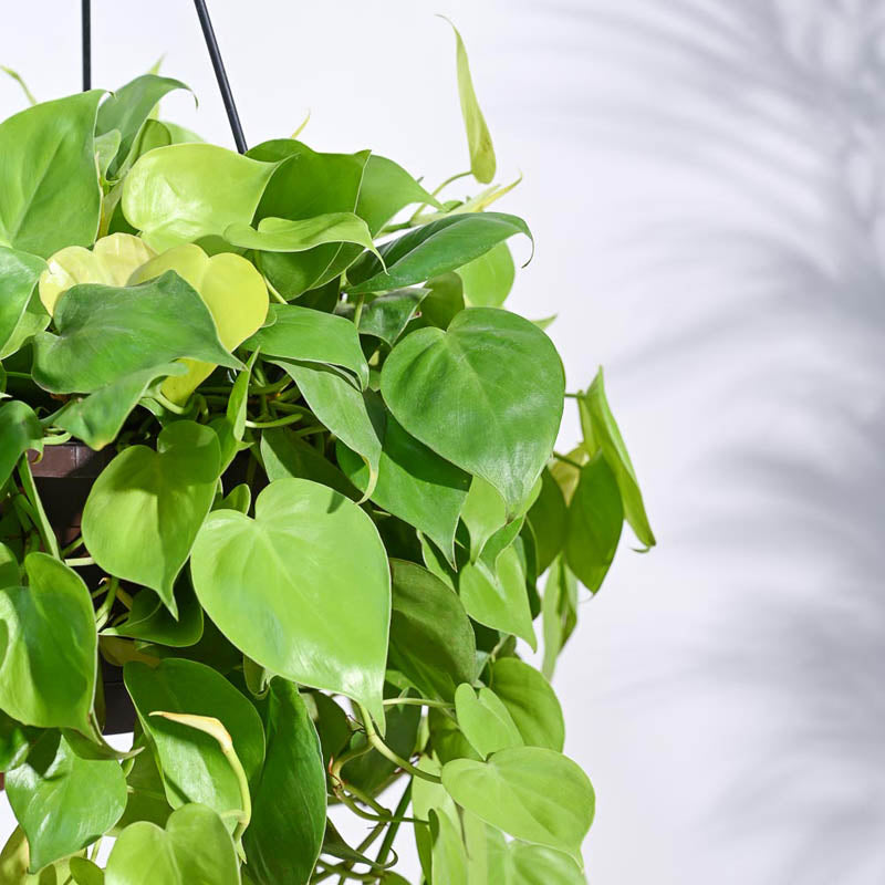 Ugaoo Philodendron Oxycardium Golden with Hanging Pot media 6