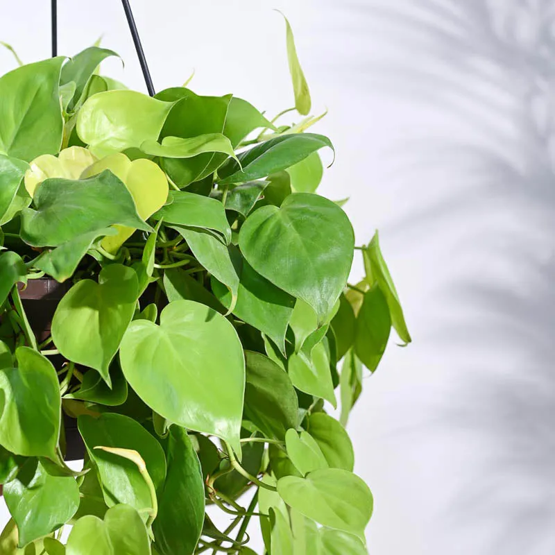 Ugaoo Philodendron Oxycardium Golden with Hanging Pot media 6