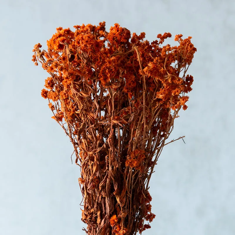 Gypsa Dried Baby's Breath Bunch - Orange media 4