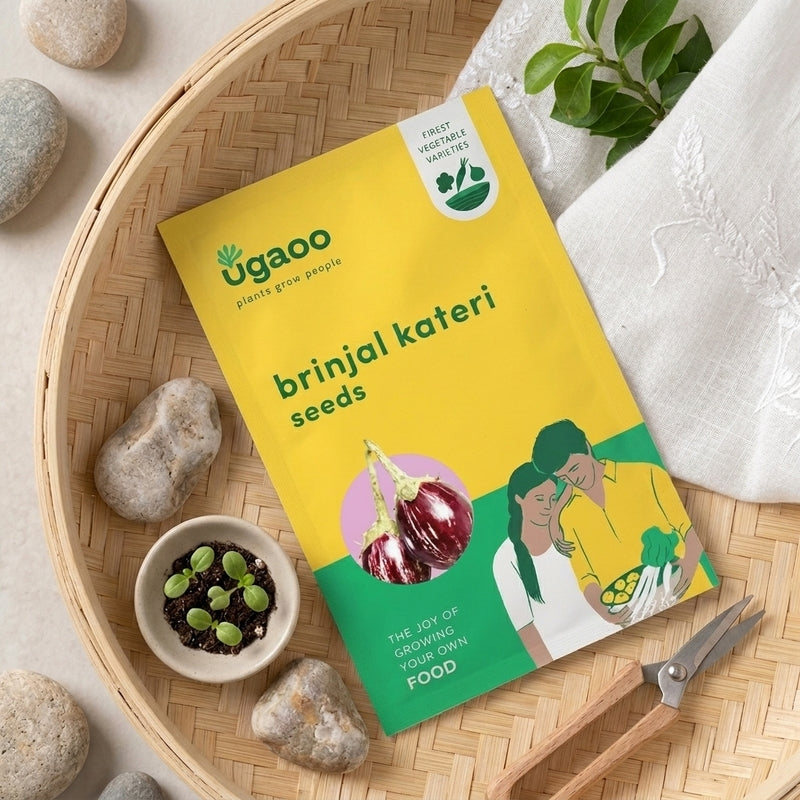 Ugaoo Brinjal Kateri Seeds
