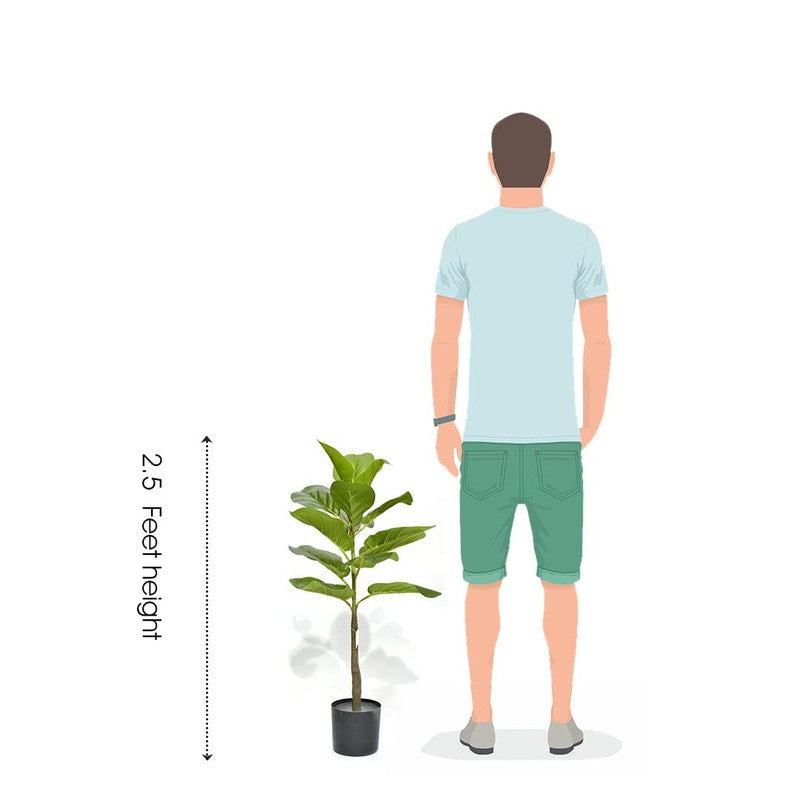Stemly Artificial Fiddle Fig Plant With Black Plastic Pot - 2.5 Feet media 7