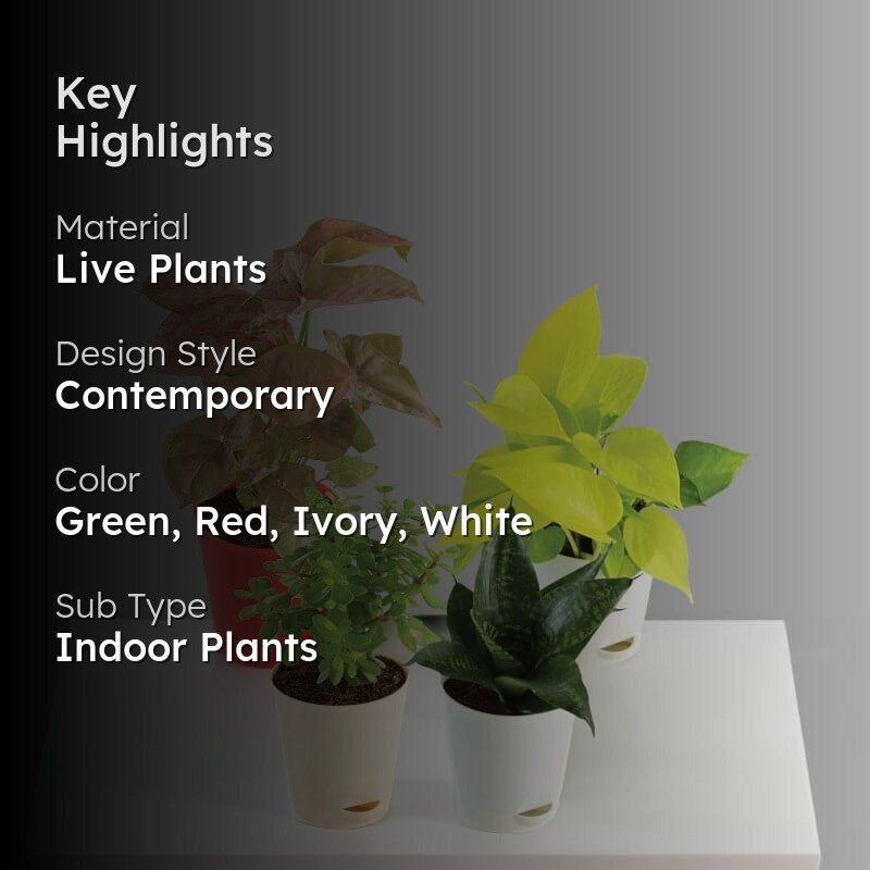 Ugaoo Mini Indoor Plants - Set Of Four media 2