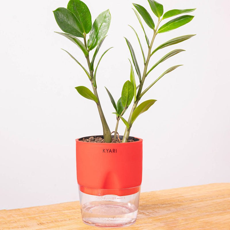 Kyari Zamioculcas Zamiifolia (ZZ) With Self Watering Pot - Red media 6
