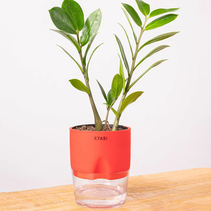 Kyari Zamioculcas Zamiifolia (ZZ) With Self Watering Pot - Red media 6